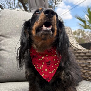 May include: A long-haired dachshund with black and brown fur, wearing a red bandana with gold Harry Potter-themed graphics. The dog is sitting on a gray cushion, looking upwards with its mouth open.