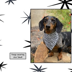 Zebra Print Bandana for Dogs and Other Pets image 2