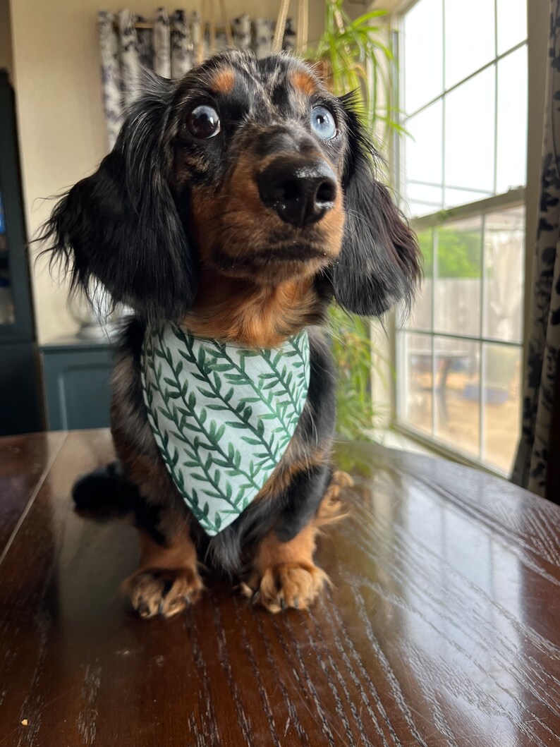 Jurassic Bandana for Dogs and Other pets image 2