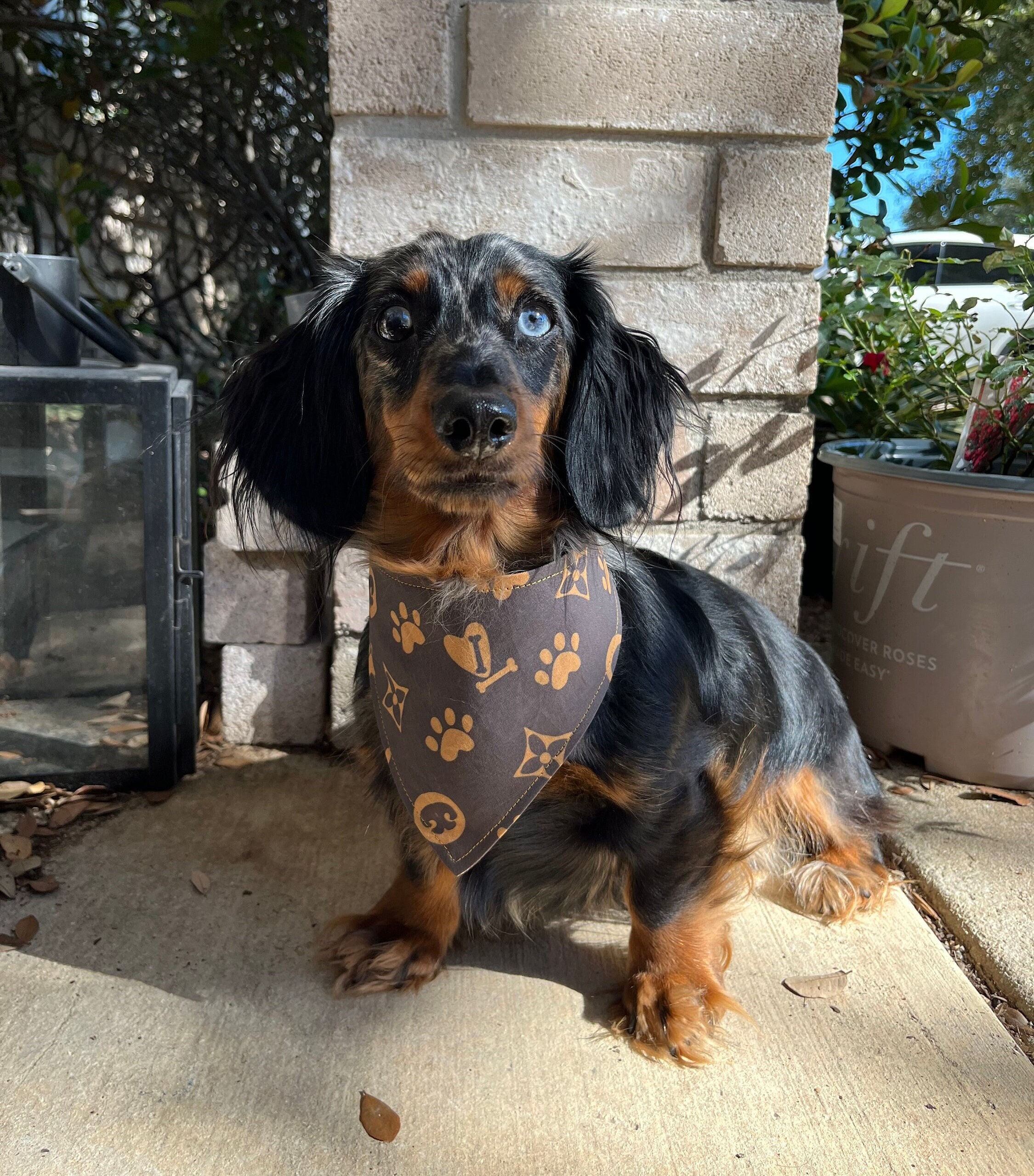 Gucci bandana hotsell for dogs