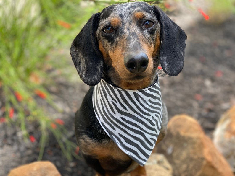 Zebra Print Bandana for Dogs and Other Pets image 1