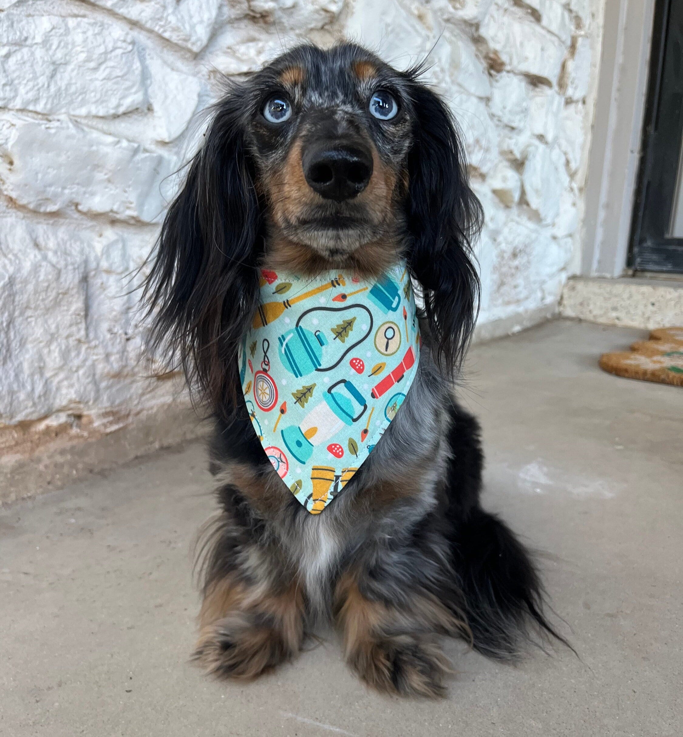 Buy Camping Buddy Bandana for Pets Online in India 