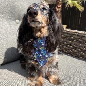 May include: A long-haired dachshund dog with a blue floral bandana. The dog has a mix of black, brown, and gray fur. It is sitting on a gray outdoor chair. The bandana features a dark blue background with small blue flowers.