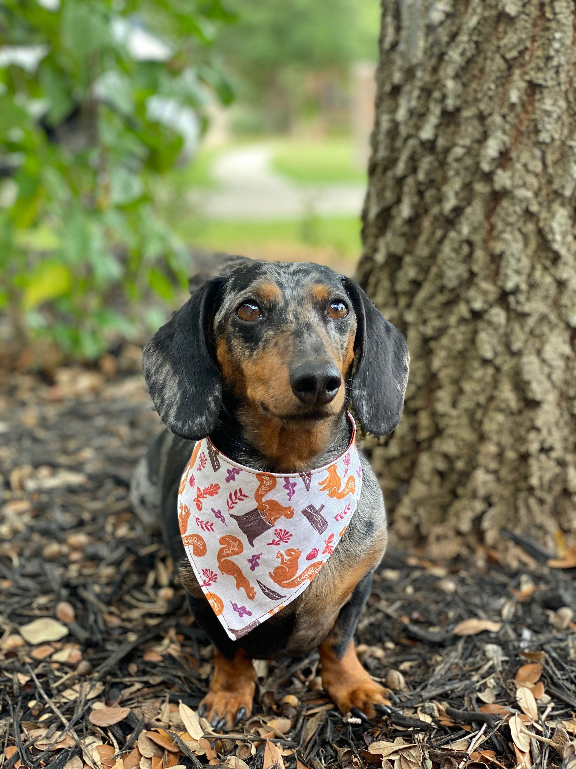 Squirrel Watching Bandana for Dogs and Other Pets 