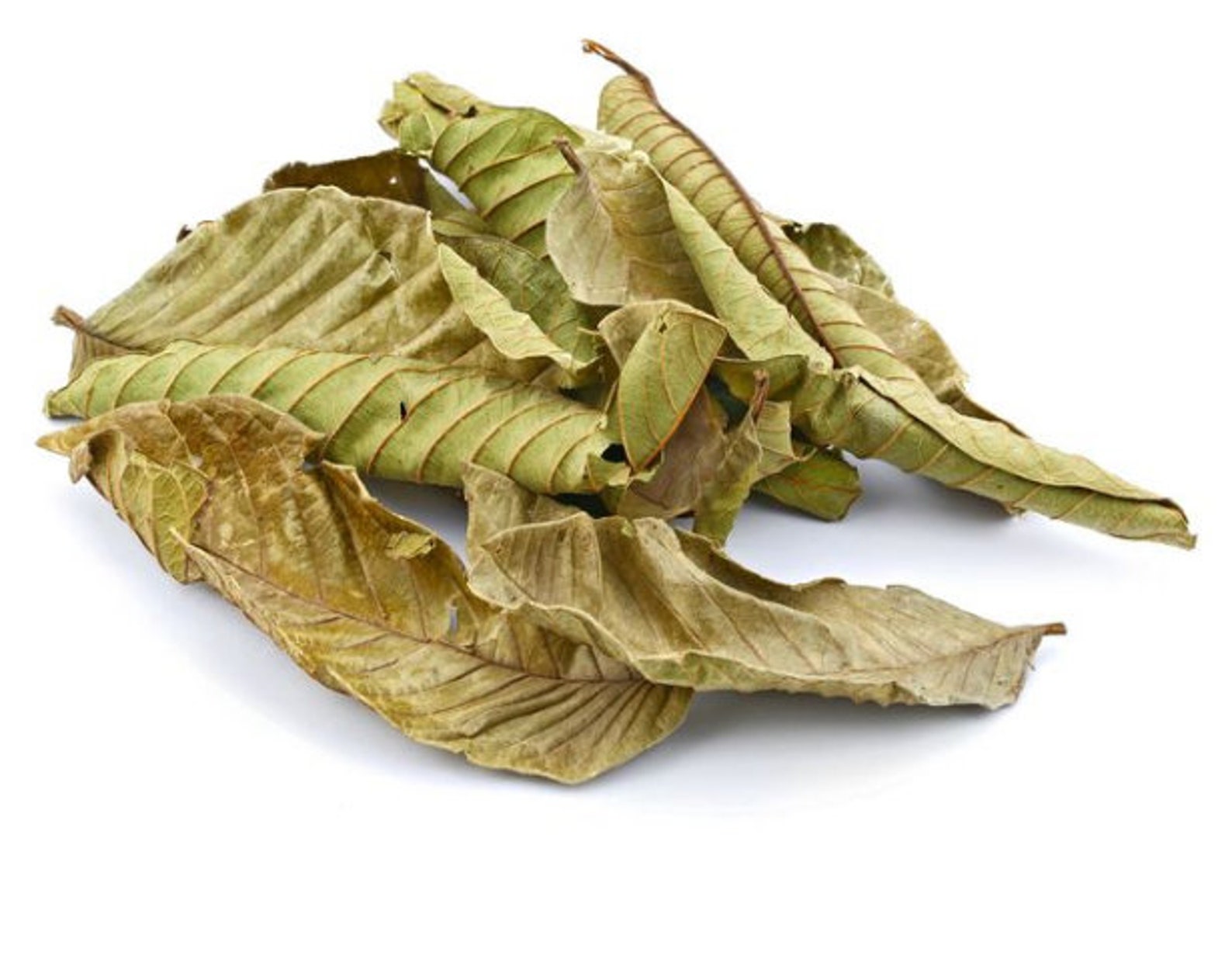 Dried Guava Leaves 20 Leaves 100 Organic Etsy
