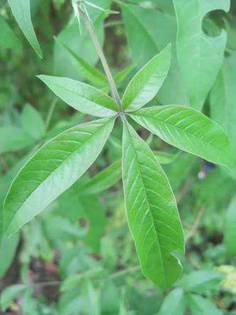 Vitex Negundo Lagundi Tea Leaves Organic Air Dried From Usa Etsy