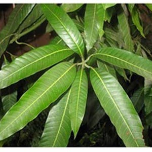 Mango Leaves | Freshly Picked (No chemicals sprayed/Used) | Herbal Tea | Florida Grown USA Natural Tea