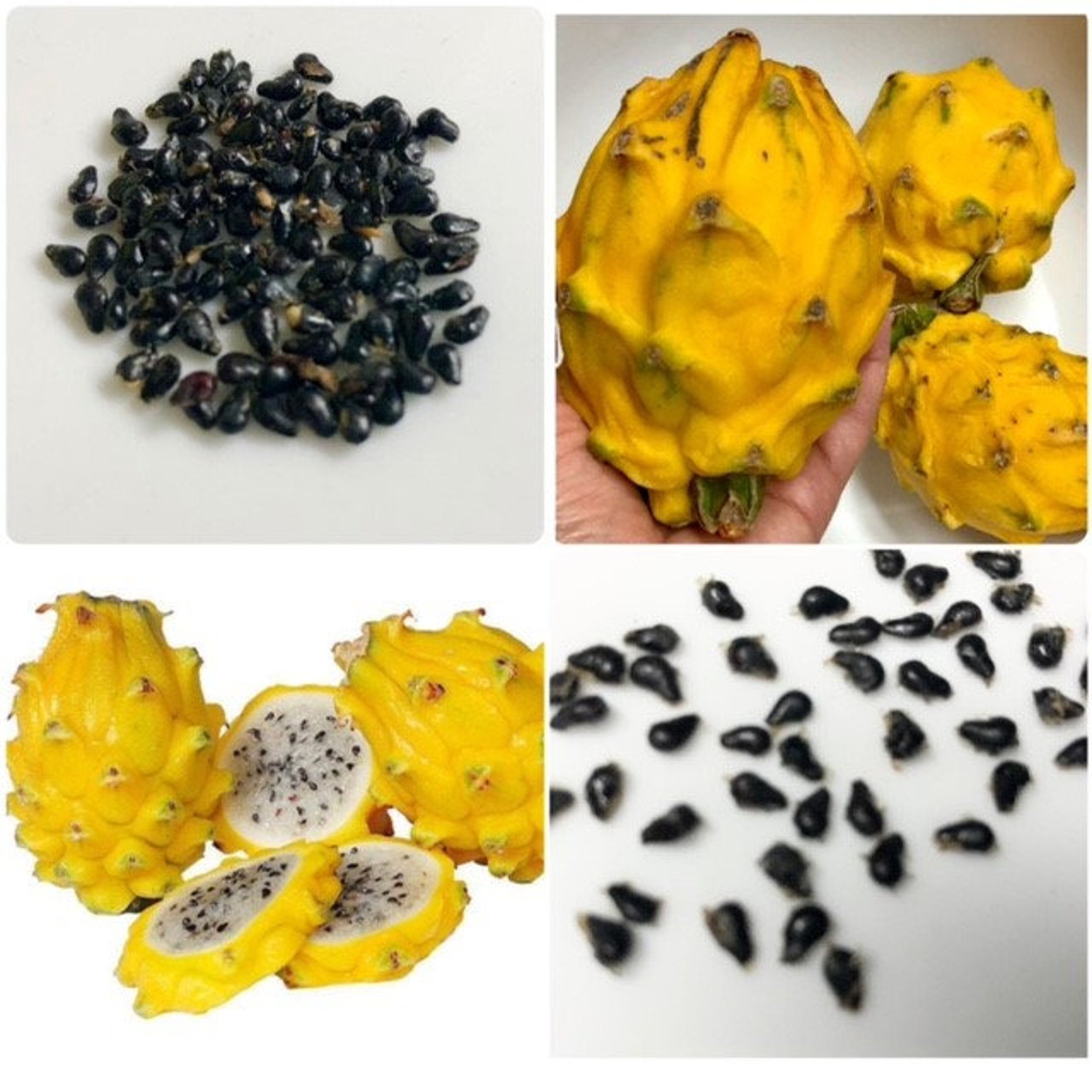 25 seeds Yellow Dragon fruit Hybrid Sweetest taste Etsy