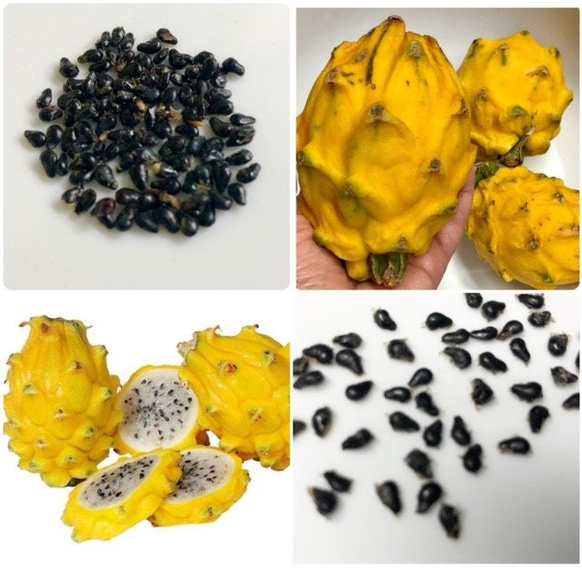25 seeds Yellow Dragon fruit Hybrid Sweetest taste Etsy