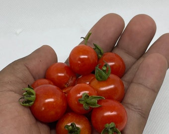 Everglades Tomatoes Seeds harvested Organically grown from Florida - Fresh Harvest 2025