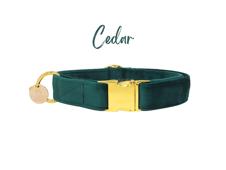 May include: A dark green velvet dog collar with a gold buckle and a gold tag that says "Waggy Tails".