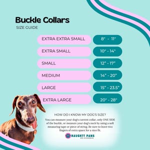 May include: A size guide for buckle collars for dogs. The guide shows the collar size in inches for different dog sizes, including extra extra small, extra small, small, medium, large, and extra large. The guide also includes a dachshund dog with its tongue sticking out.