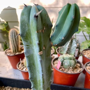 Myrtillocactus Geometrizans