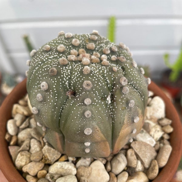 Astrophytum Nudum (weathering visible)