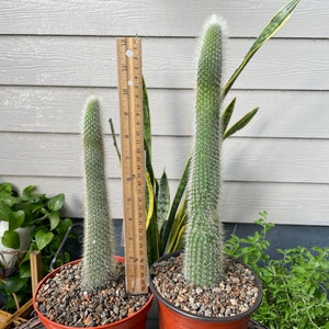 Cleistocactus Straussii aka Silver Torch Cactus