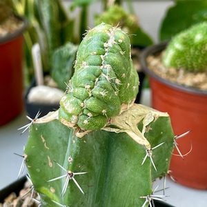 Pilosocereus Azureus f. Crested frated onto stenocereus
