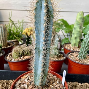 Pilosocereus Azureus