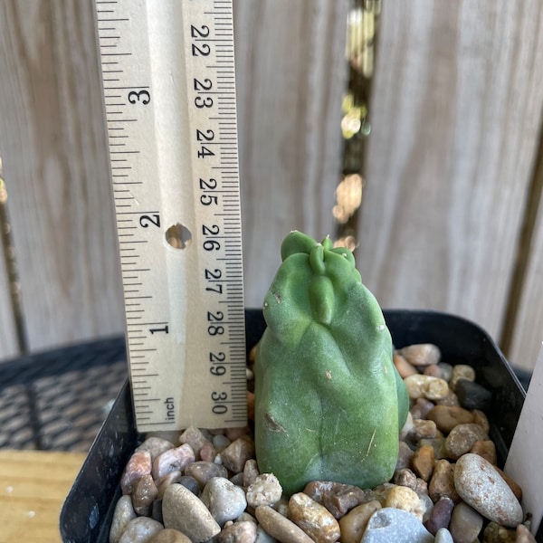 Totem Pole Cactus Rooted 1-2" SIZE