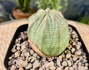 Euphorbia Obesa (unrooted)