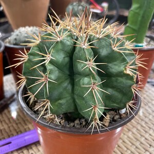 philodendron steckling bewurzeln Philodendron Brandtianum Steckling – whiteleafplants