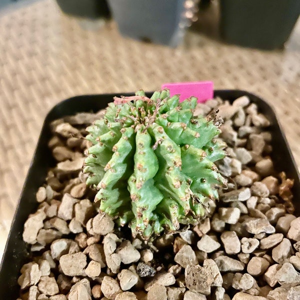 Euphorbia Suzanne unrooted