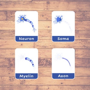 May include: Four illustrated cards with blue borders and white backgrounds. Each card shows a different part of a neuron: Neuron, Soma, Myelin, Axon.