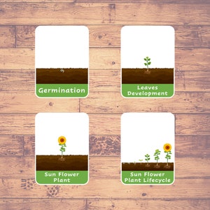 Ciclo de vida de un girasol (8 tarjetas) - Tarjetas flash / Montessori / Educación en el hogar / Educativas / Tarjetas de tres partes - Descarga digital