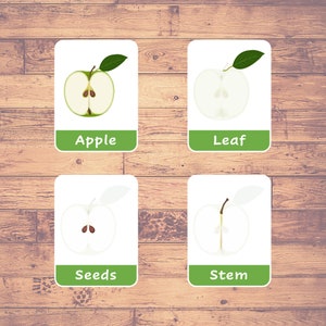 Partes de una Apple Flash Cards / 8 Tarjetas Montessori / Educación en el hogar / Tarjetas de tres partes / Tarjetas didácticas imprimibles