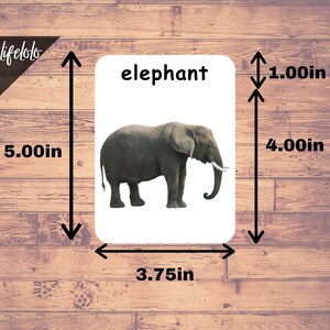 Wild Animals Real Pictures - 41 Forest Animals Flash Cards | Montessori Cards | Homeschooling | Three Part Cards - Download Printable image 4