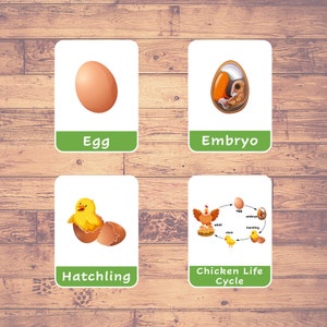 Ciclo de vida del POLLO, Nomenclatura Montessori, Etapas del pollo imprimible, Preescolar en casa, Tarjeta de 3 partes, Tarjetas imprimibles, Juegos para niños