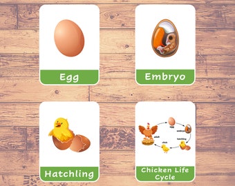 Life Cycle of CHICKEN, Montessori Nomenclature, Stages of Chicken Printable, Homeschool Preschool, 3 Part Card, Printable Cards, Kids Games