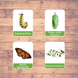 Life Cycle of a BUTTERFLY (8 Cards) - Flash Cards | Montessori | Homeschooling | Educational | Three-Part Cards - Digital Download