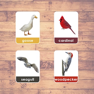 Pájaros (36 Tarjetas) - Tarjetas didácticas / Rompecabezas / Actividad Montessori / Tarjetas de 3 partes / Educación en el hogar - Descarga digital