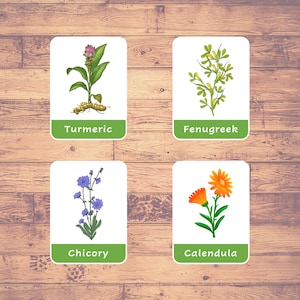 Botanical Plants (16 Cards) - Flashcards | Montessori | Homeschooling | Educational | Three-Part Cards - Digital Download