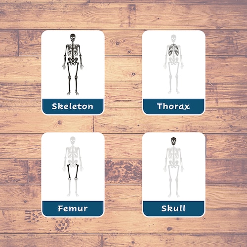 Human Bones 23 Cards Flashcards Montessori - Etsy