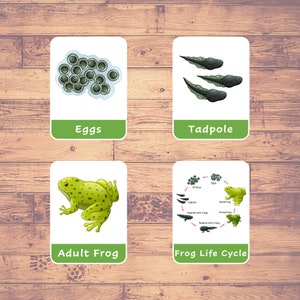 Life Cycle of a FROG (8 Cards) - Flash Cards | Montessori | Homeschooling | Educational | Three-Part Cards - Digital Download