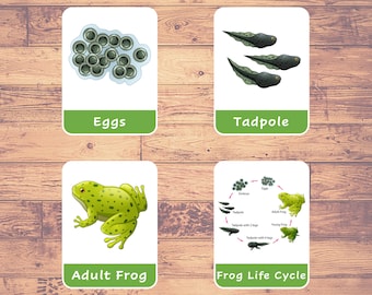 Life Cycle of a FROG (8 Cards) - Flash Cards | Montessori | Homeschooling | Educational | Three-Part Cards - Digital Download