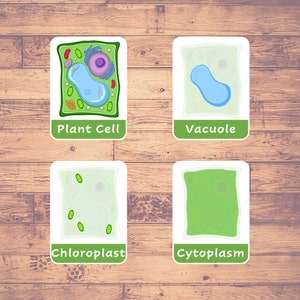 Estructura de células vegetales / 17 tarjetas Montessori / Educación en el hogar / Tarjetas de tres partes / Tarjetas flash de células vegetales imprimibles Descargar PDF