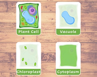 Pflanzenzellstruktur | 17 Montessori Karten | Homeschooling | Dreiteilige Karten | Plant Cell Flash Cards Printable Download PDF