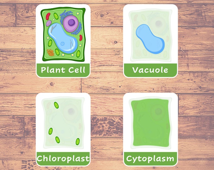 Parts of a Plant Cell Nomenclature Book - Science - Printable ...