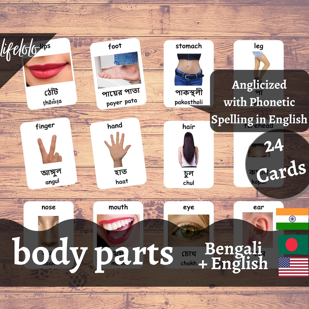 HUMAN BODY PARTS MEANING IN BENGALI visual data 4