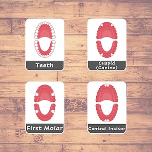 Zähne Flash Karten | 9 Montessori Karten | Homeschooling | Dreiteilige Karten | Karteikarten Printable | Zahnarten | Zähne Namen
