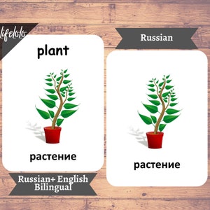 May include: A bilingual flashcard with a green plant in a red pot. The English word "plant" is at the top of the card. The Russian word "растение" is at the bottom of the card.
