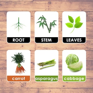 Plantendelen die we eten? (42 kaarten) - Sorteerkaarten | Montessori | Thuisonderwijs | Educatief - Digitale download