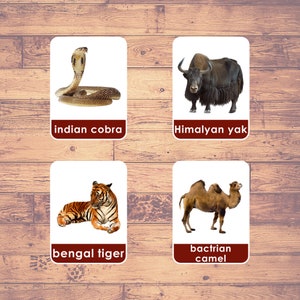 Asia Animals (27 Cards) - Flash Cards (Real Pictures) | Montessori Cards | Asian Wildlife Cards | Three-Part Cards | Download Printable