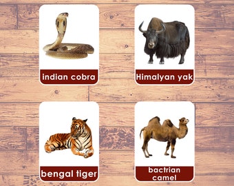 Asia Animals 27 Cards Flash Cards real Pictures - Etsy Israel