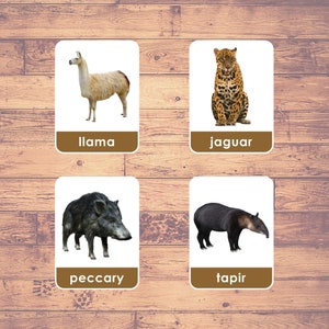 Animali del Sud America (23 carte) - Carte Flash (immagini reali) / Carte Montessori / Carte della fauna selvatica dell'America / Carte in tre parti / Stampabili