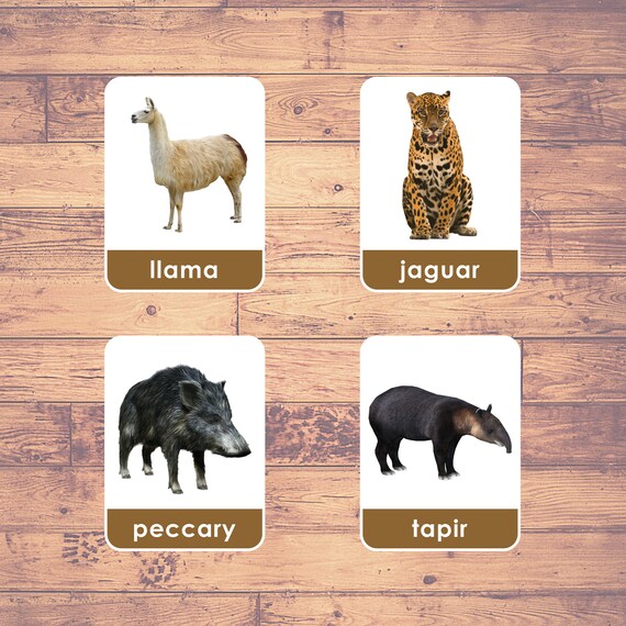 South America Animals 23 Cards Flash Cards real Pictures - Etsy South America Animals 23 Cards Flash Cards real Pictures - Etsy