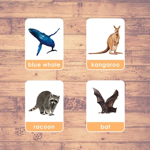 Mammal Animals Flash Cards  (Real Pictures) |  29 Montessori Cards |  Homeschooling | Three-Part Cards |  Flashcards Printable