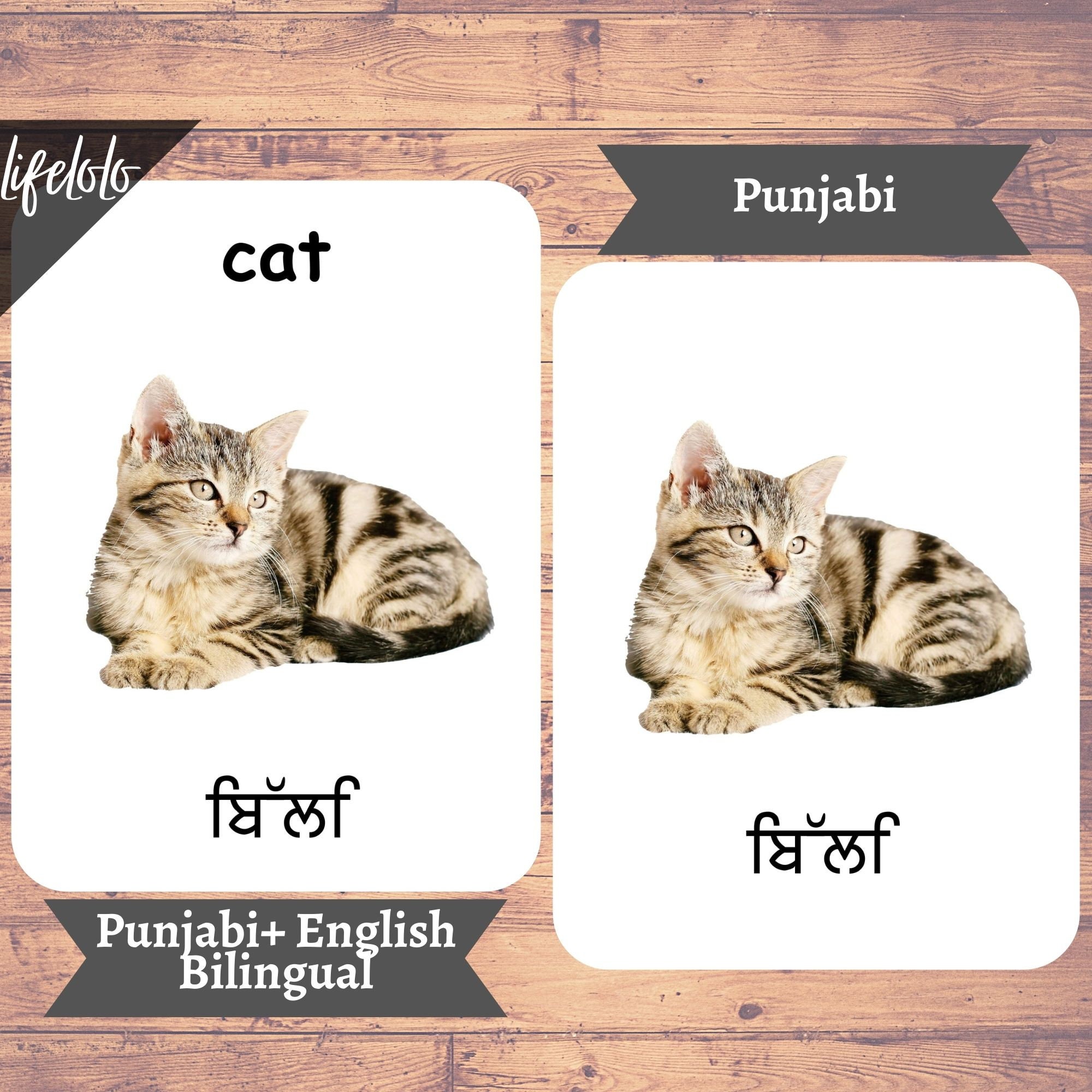 Punjabi Cat